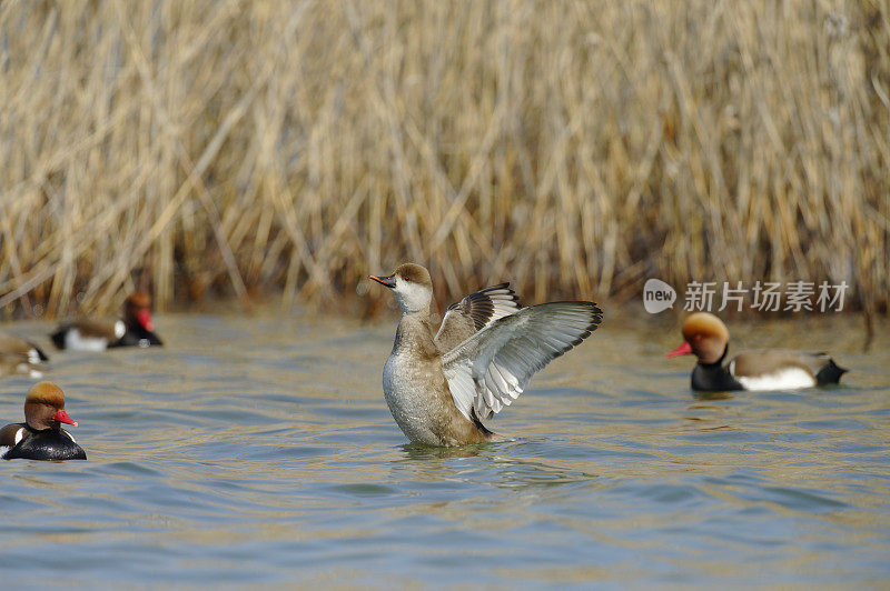 雌性红冠潜鸭(Netta rufina)